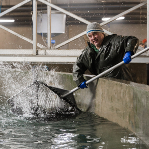 Man standing over a salmon tank with a net