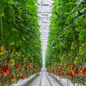 Tomatoes ripening Tomatoes ripening on a hanging stalk in greenhouse.