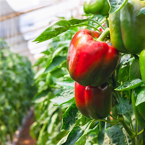 greenhouse farming Peppers growing in a greenhous