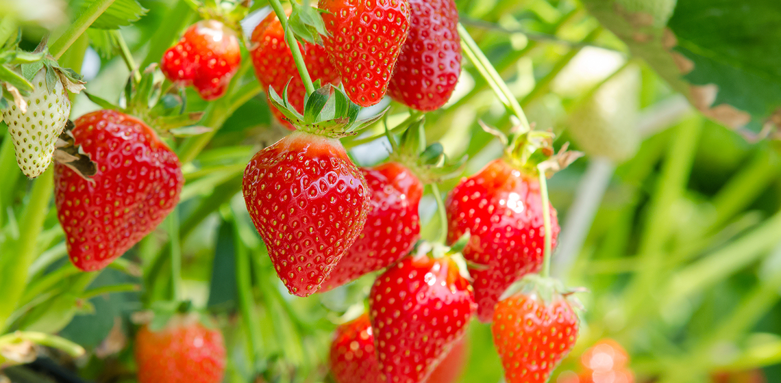 factsAboutStrawberries Strawberries growing on bush