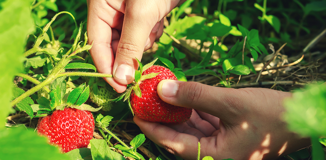 pickStrawberries Hands picking fresh strawberry off a bush